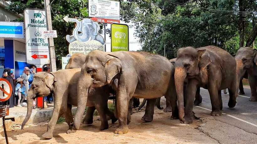 From Colombo: Kandy, Pinnawala and Tea Factory Full-Day Trip - Price and value: what $38 gets you, and what you should budget for