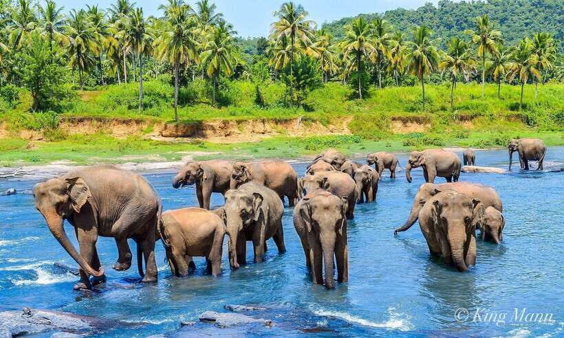 From Kandy To Pinnawala Private Day Tour via Ambuluwawa - Key things to know before you go