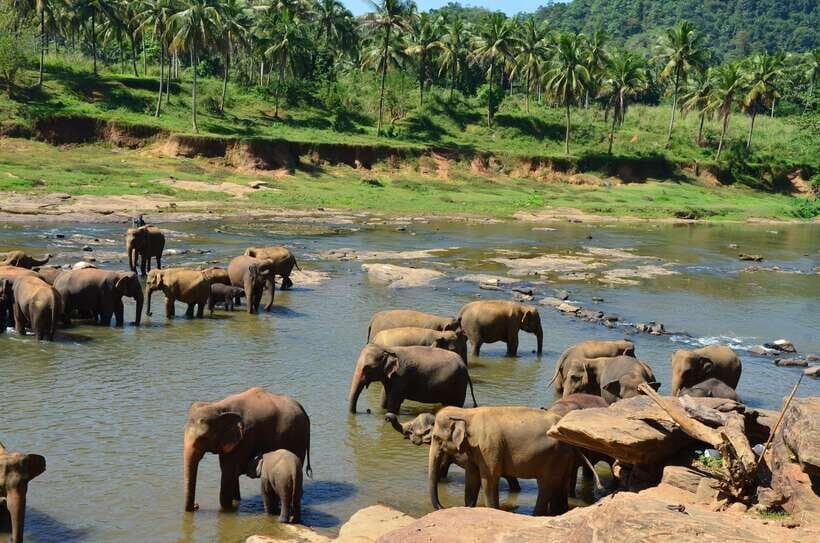From Kandy To Pinnawala Private Day Tour via Ambuluwawa - Price and what it really covers