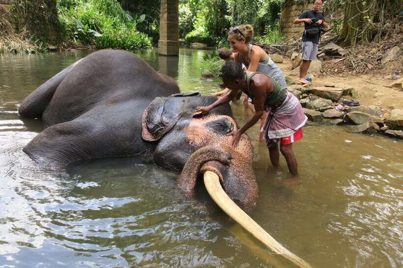 From Kandy To Pinnawala Private Day Tour via Ambuluwawa - The “one-day elephant plus Kandy evening” plan