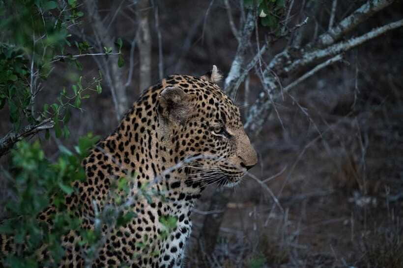From Kandy: Wilpattu National Park Safari with Hotel Pickup - The Main Wildlife Targets: What You Can Hope to See