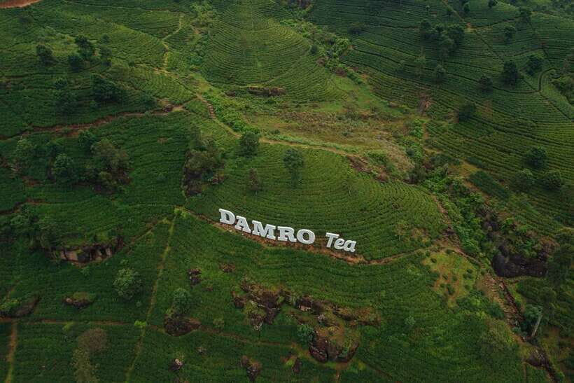 From Nuwara Eliya To Kandy Drop Tour - Tea plantation stop: what to look for beyond the photo