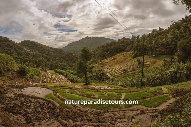 Kandy City Tour in a TukTuk - Royal Botanical Gardens plus viewpoint time