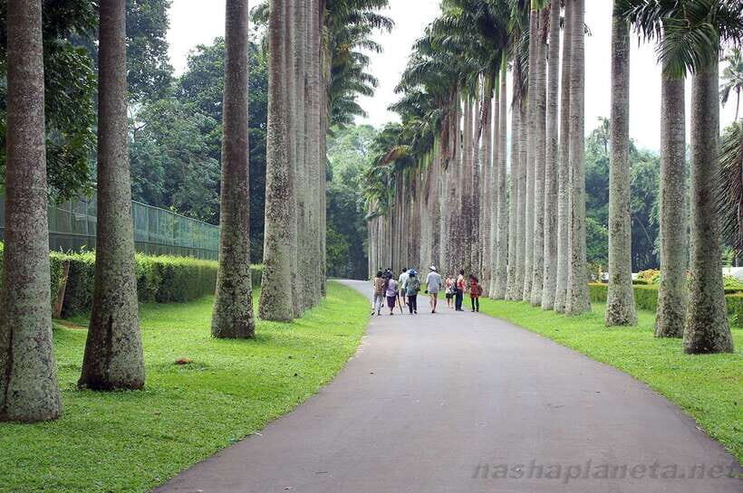 Kandy Private City Tour With Local Guide - Sacred Tooth Relic and the Palace Audience Hall: the heart of Kandy