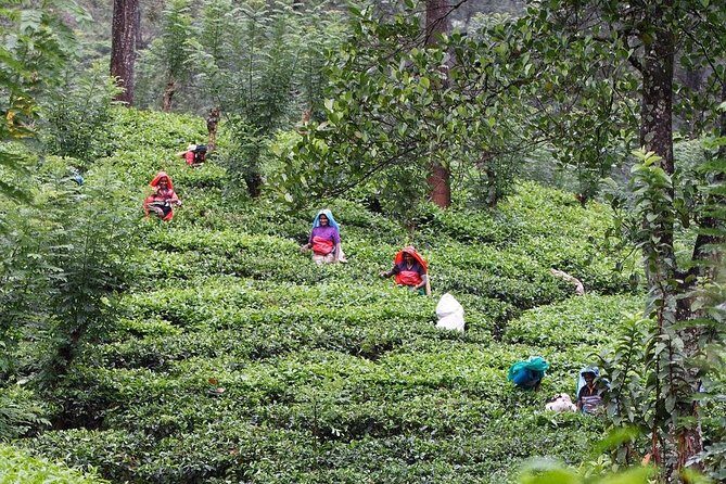 kandy waterfalls day tour - What You’re Really Signing Up For in Kandy