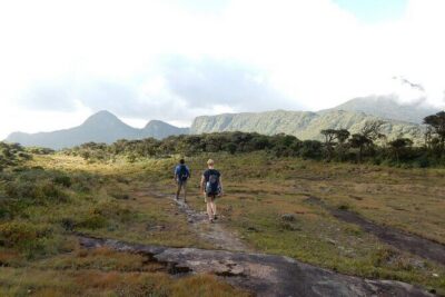 Knuckles Leopard trail Trek from Kandy - Tea trail uphill to bush forest: what the trail feels like