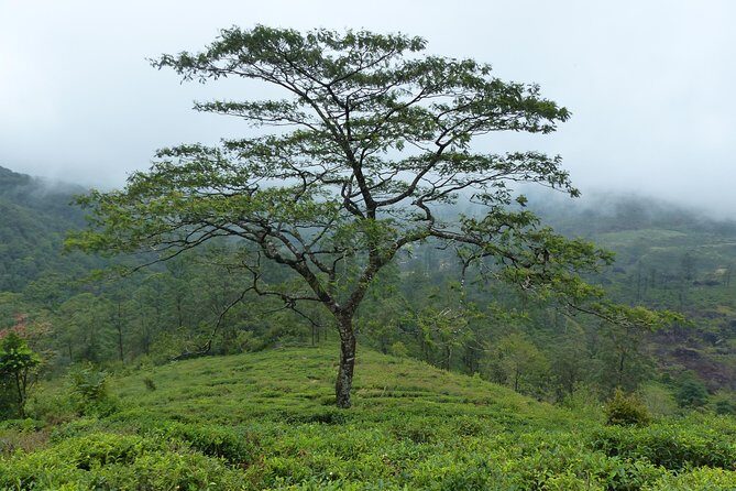 Knuckles Leopard trail Trek from Kandy - Price and value: is $100 per person fair for what you get?